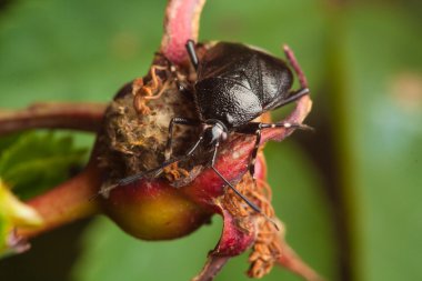 Ground beetle (Carabus hortensis) clipart