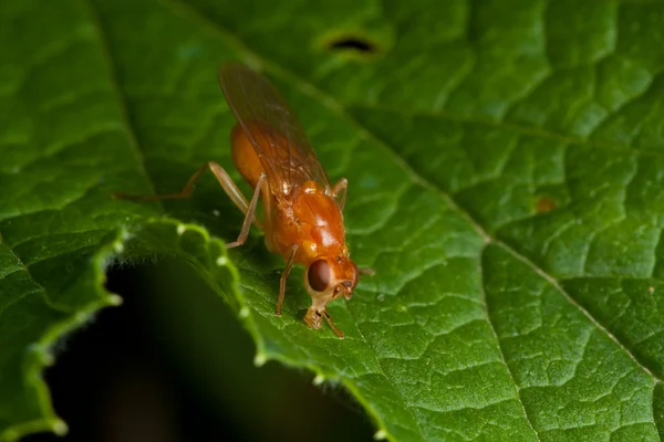 Помаранчева муха на зеленому листі — стокове фото