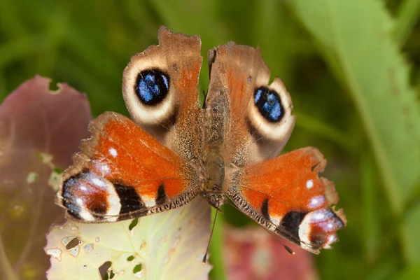 Бабочка-павлин — стоковое фото