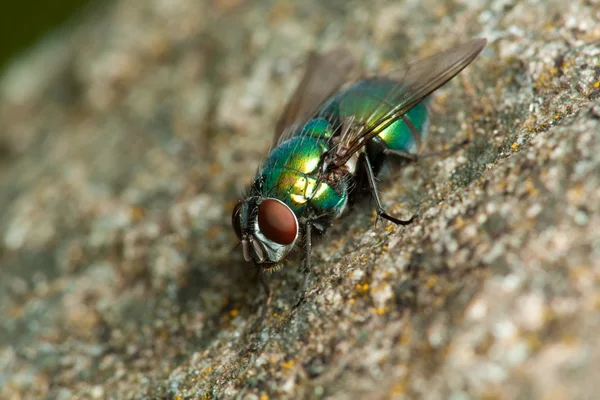 Flyga på stenen — Stockfoto