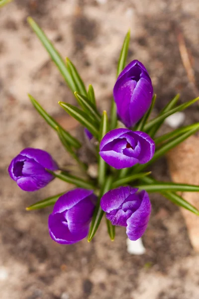 Violet crocus — Stock Photo, Image