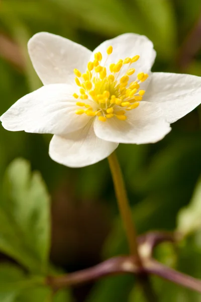 Білий anemone — стокове фото