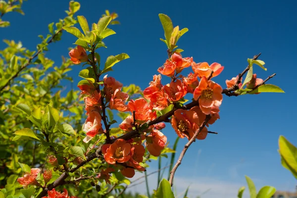 Quittenblüten in der Natur — Stockfoto