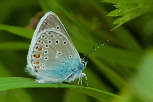 Amandas blauer Schmetterling — Stockfoto