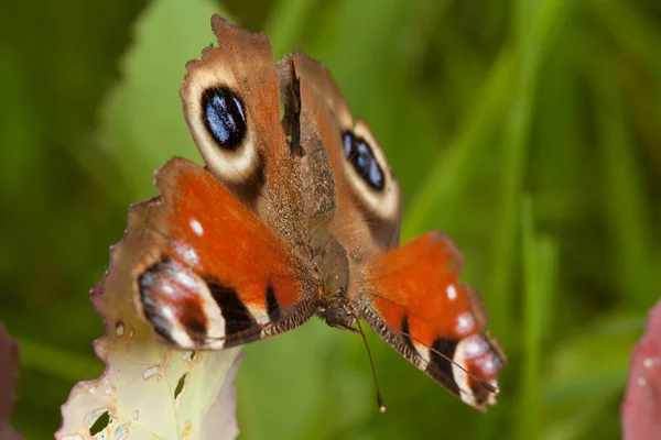 stock image Peacock butterfly