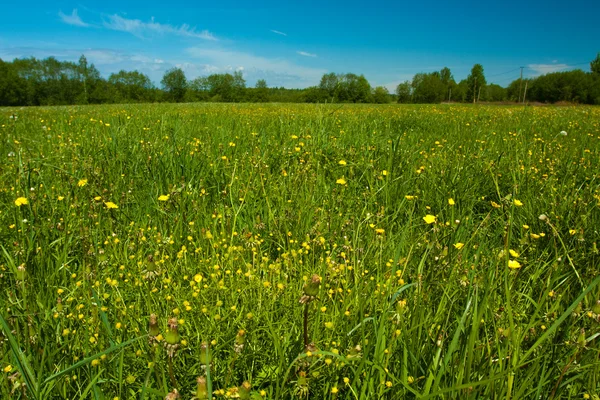 Stock image Rural grassland