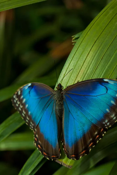 Mavi Morpho Kelebeği — Stok fotoğraf