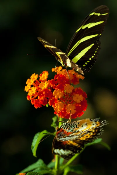 斑马 longwing 蝴蝶 — 图库照片