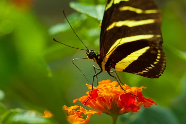 Zebra Longwing butterfly — Stock Photo, Image