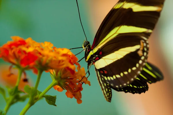 झेब्रा लाँगविंग फुलपाखरू — स्टॉक फोटो, इमेज