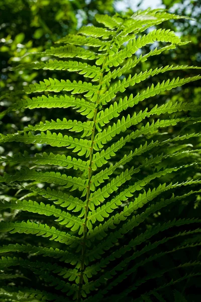 stock image Green leaf