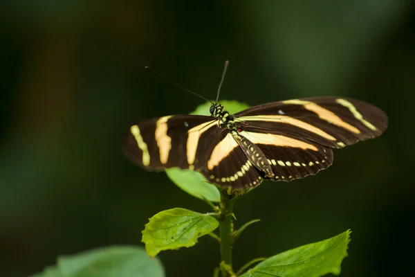 Zebra Heliconius vlinder — Stockfoto
