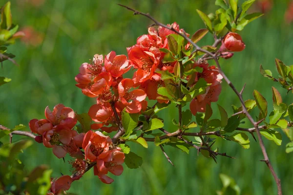Цветы айвы — стоковое фото