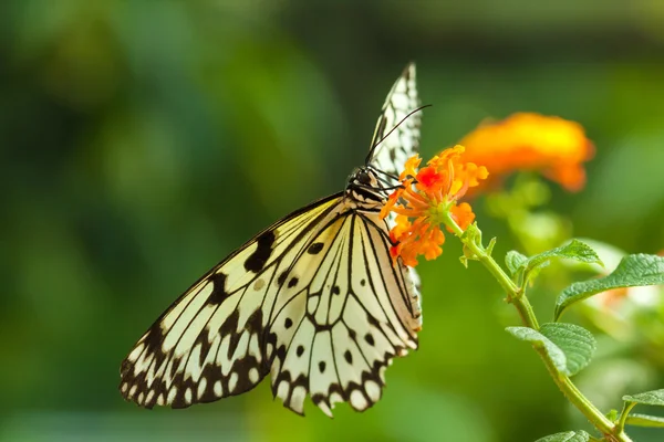 Idea Leuconoe mariposa — Foto de Stock