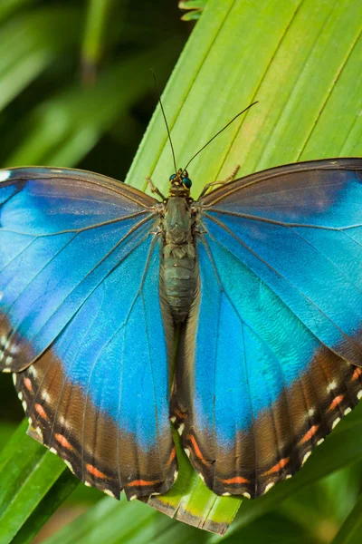ब्लू मॉर्फो फुलपाखरू — स्टॉक फोटो, इमेज