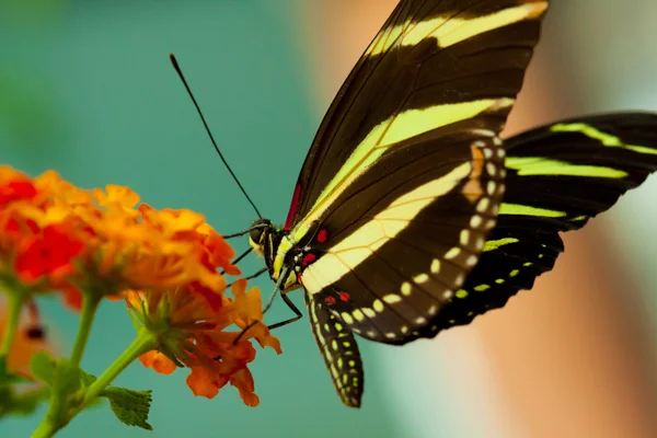 Ζέβρα longwing πεταλούδα — Φωτογραφία Αρχείου