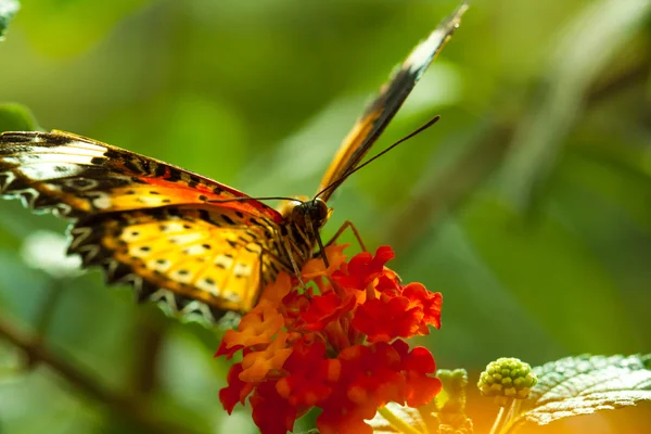 Grand papillon oeuf — Photo