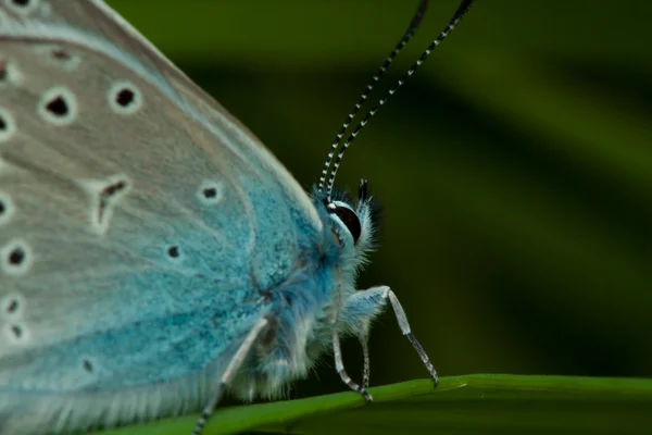Голубая бабочка Аманды — стоковое фото
