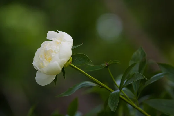 Троянда квітка макро крупним планом — стокове фото