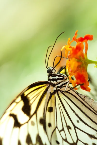 Idea Leuconoe butterfly — Stock Photo, Image