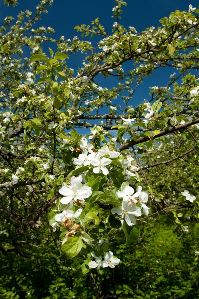 Manzano con flores — Foto de Stock
