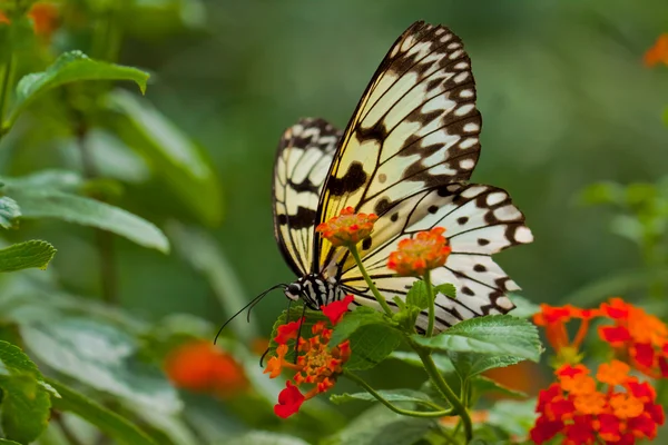 Бабочка Лейконоэ — стоковое фото