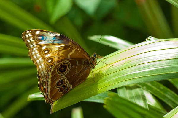 Blauwe Morpho vlinder — Stockfoto
