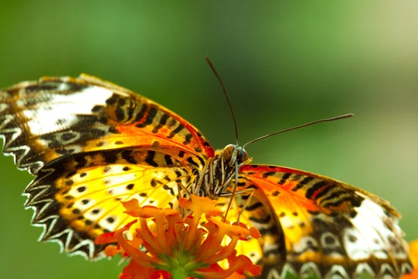 Grote eggfly vlinder — Stockfoto