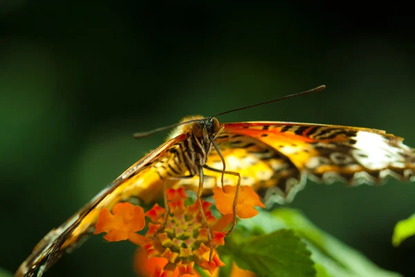 Motýl velký eggfly — Stock fotografie