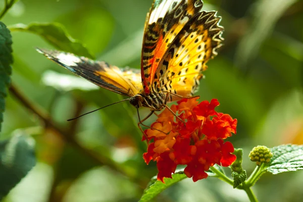 Бабочка-бабочка — стоковое фото