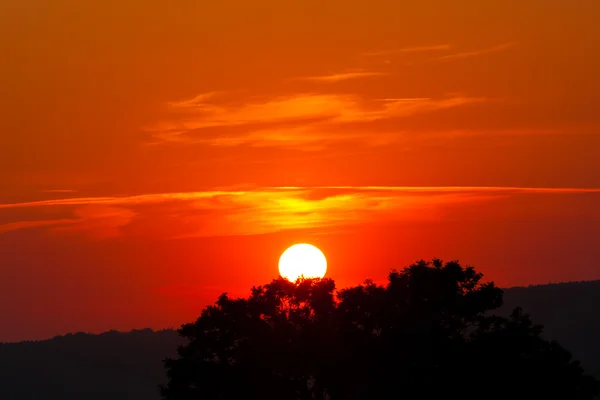 Захід сонця з дерева — стокове фото