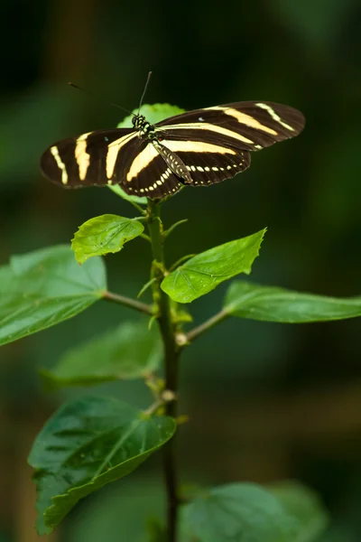 Зебра Longwing метелик — стокове фото
