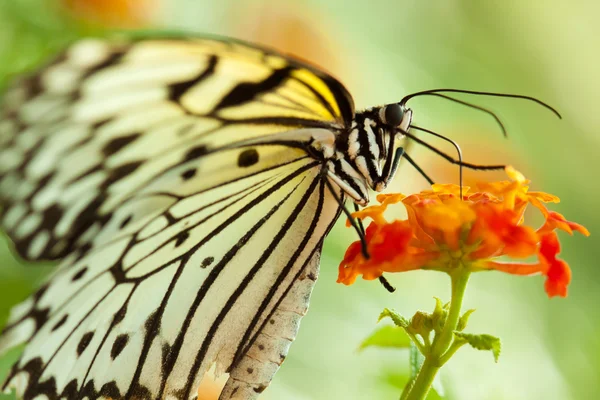 Idée Leuconoe papillon — Photo