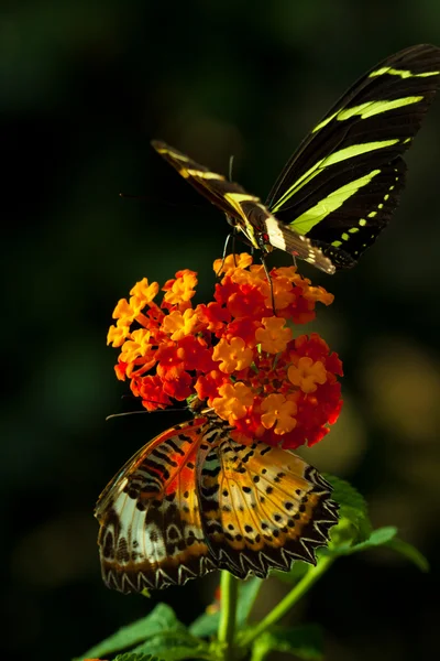斑马 longwing 蝴蝶 — 图库照片