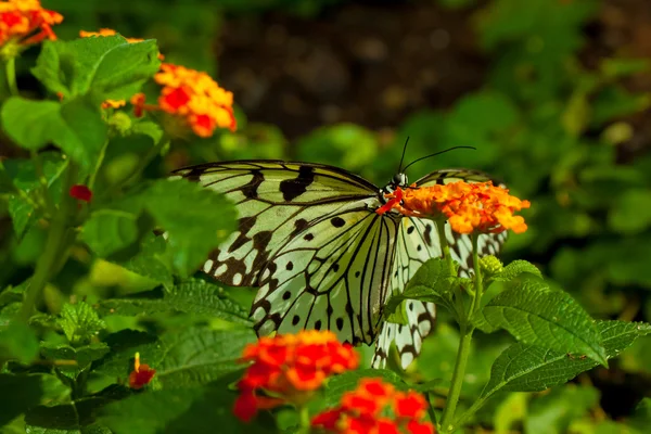 Idee leuconoe vlinder — Stockfoto