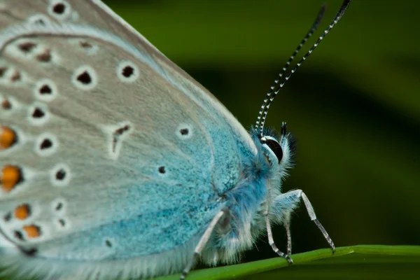 Amandas blauer Schmetterling — Stockfoto