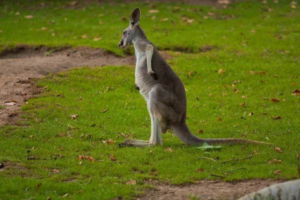 Kangaroo in wild nature — Stock Photo, Image