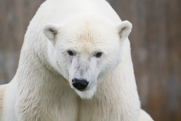 Stock image Polar bear