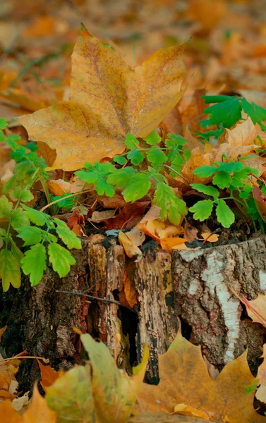 Желтые осенние листья — стоковое фото