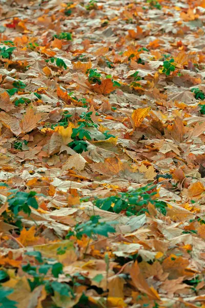 Κίτρινο φθινόπωρο φύλλα — Φωτογραφία Αρχείου