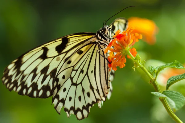 Pomysł leuconoe motyl — Zdjęcie stockowe