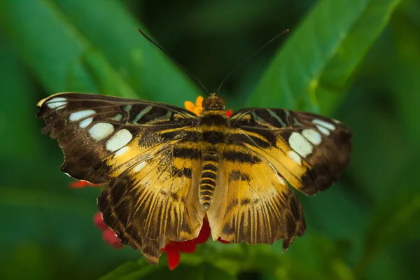 The clipper (parthenos sylvia) butterfly — Stock Photo, Image