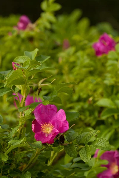 Flor rosa salvaje — Foto de Stock
