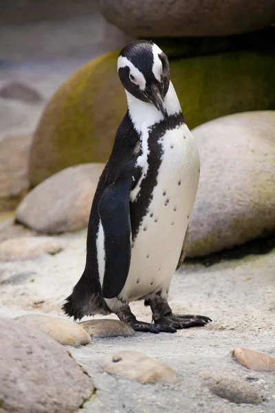 stock image Jackass penguin standing