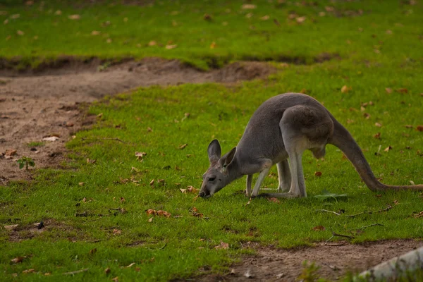 Känguru in freier Natur — Stockfoto