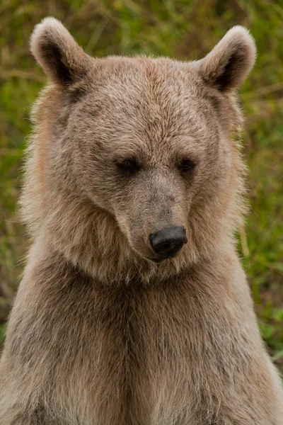 Бурий ведмідь портрет — стокове фото