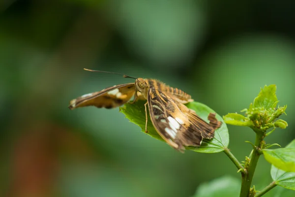 La mariposa clipper (parthenos sylvia) — Foto de Stock
