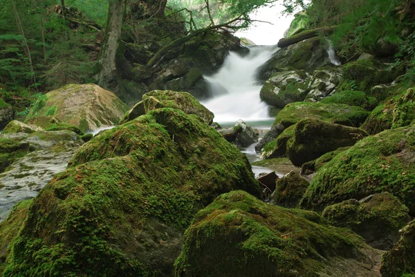 stock image Waterfall in green nature