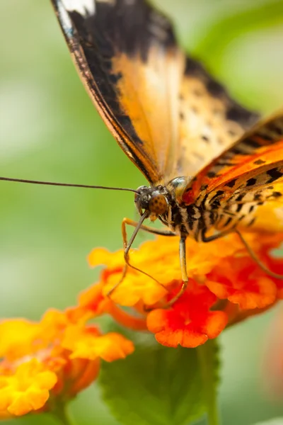 Büyük eggfly kelebek — Stok fotoğraf