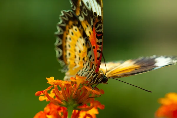 Grote eggfly vlinder — Stockfoto